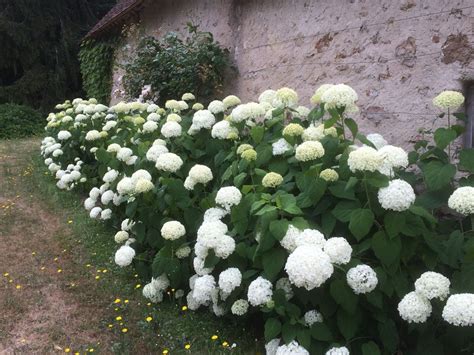 Die amerikanische hortensie wird von manchen als die allerschönste hortensie betrachtet. Kit haie libre basse Hortensia Annabelle Kit haie ...