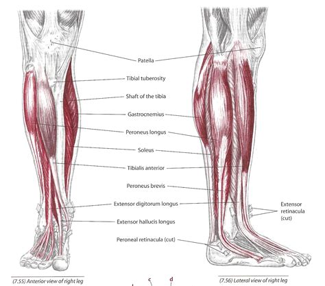 Think of the front leg as the 'working leg' and the back leg as the 'supporting' leg. The Tibialis Anterior Muscle - CoreWalking