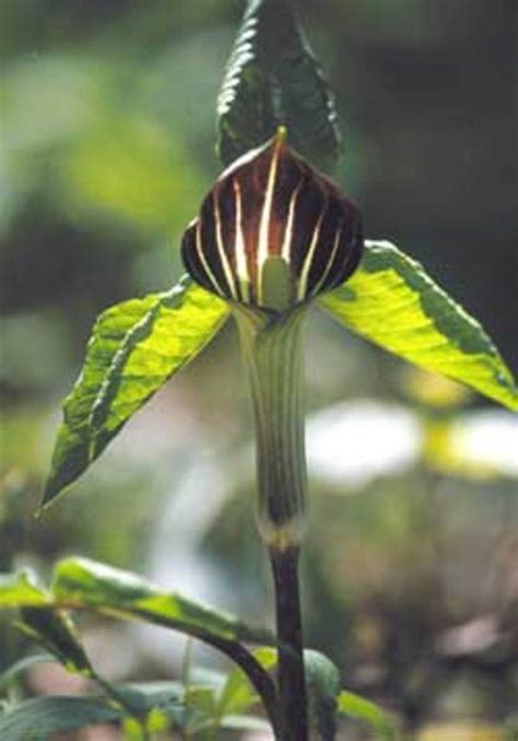 The gnats visit to lay their eggs on what they are duped to. Jack-in-the-Pulpit: a Unique Perennial for Shade ...