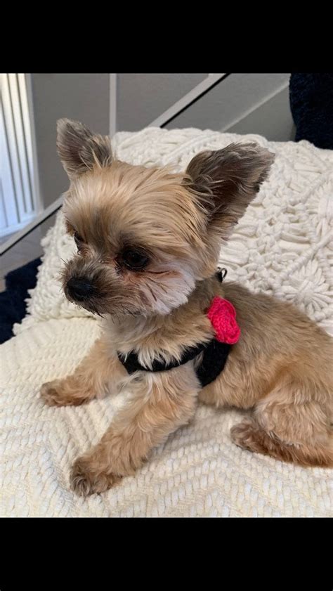 Teacup Harness for 2 to 3 Lb Puppy Dog XXS Black Cotton Vest | Etsy