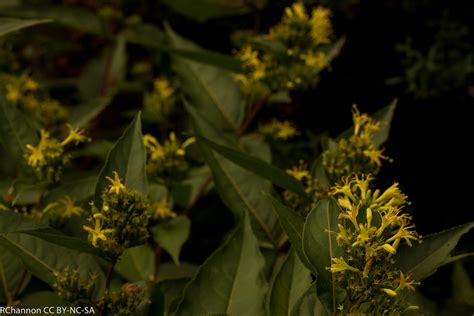 This species is so named in reference to the genus lonicera whose common name is honeysuckle. diervilla sessilifolia, myyard, jdy179 XX201106281808.jpg ...