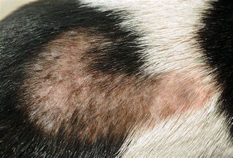 These symptoms can also indicate poor nutrition or. Common Skin Problems in Dogs | Dog skin problems pictures ...