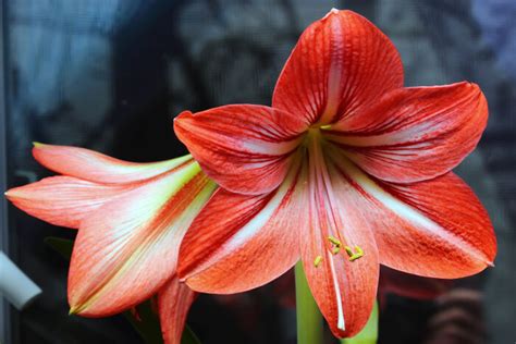 To select from a group: May Birth Flower - Flower Meaning