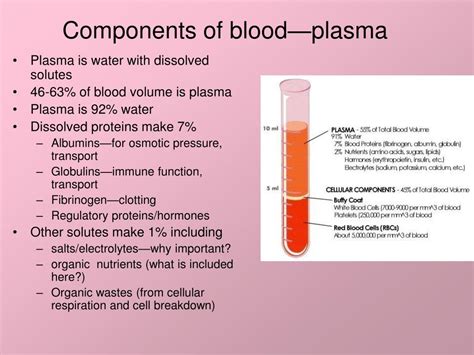 Ppt Blood And Lymph Powerpoint Presentation Free Download Id704450
