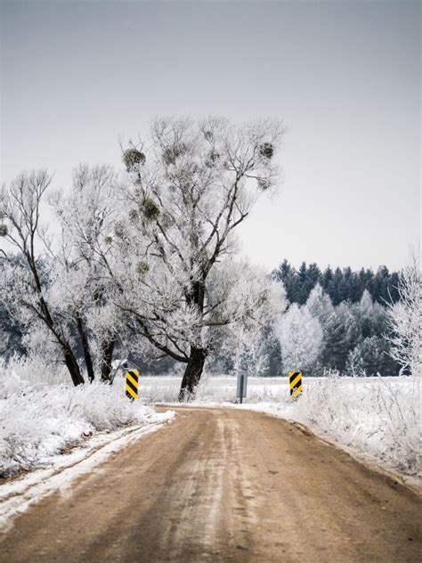 Free Images Tree Nature Branch Snow Cold Winter Frost Ice