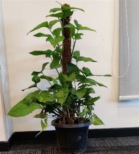  be the first to write your review! Syngonium Green with Moss Stick - 24 | TheGreenyard.in