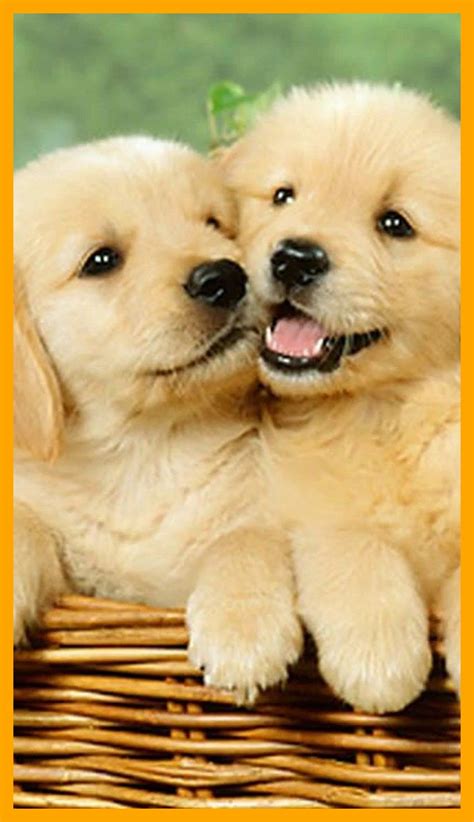 74+ Cute Dog Wallpapers on WallpaperPlay