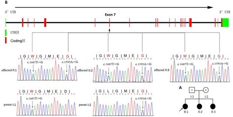 Compound Heterozygous Mutations And Genomics Structure Of The Exons Of Download Scientific