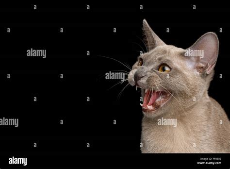 Closeup Portrait Of Angry Cat Hisses On Isolated Black Background