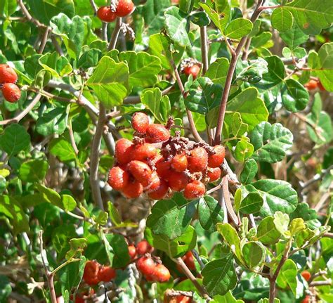 Plant Profile Threeleaf Sumac Rhus Trilobata