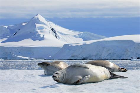 Weddell Sea Antarctic Peninsula Antarctic Polar Expeditions