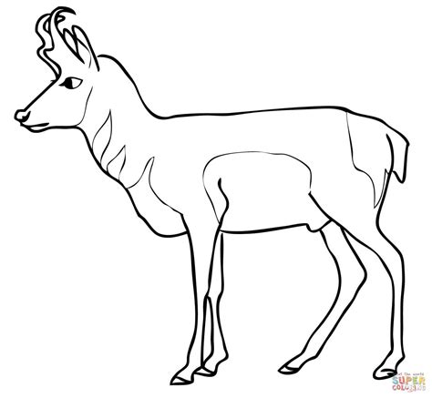 Our printable sheets for coloring in are ideal to brighten your family's day. Pronghorn Antelope coloring page | Free Printable Coloring ...