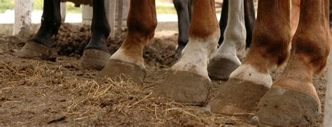Finland hylder eriksen før kamp 16:13. Holy Horsecrap, Batman! The Equine BS Vocabulary l OUPblog