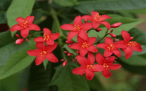 Like our page to stay informed about passing of a loved one in fort myers, florida on facebook. JATROPHA FOR SALE NORTH FORT MYERS