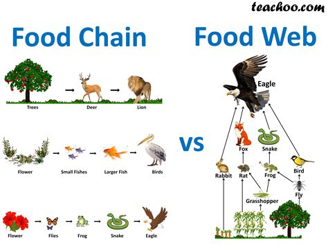 What S The Difference Between Food Chain And Food Web Science Struck