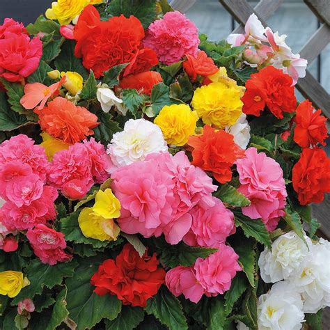 Begonia X Tuberhybrida Non StopÂ® Mixed F1 Hybrid Seeds Thompson