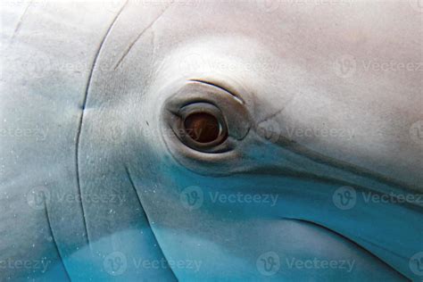 Dolphin Smiling Eye Close Up Portrait 17367976 Stock Photo At Vecteezy