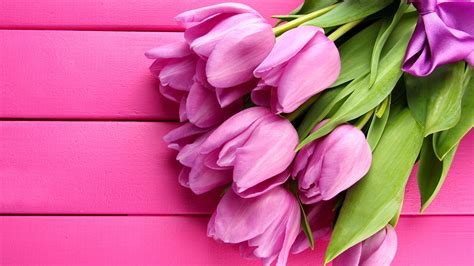 Wallpaper Tulip 4k Hd Wallpaper Spring Flower Pink
