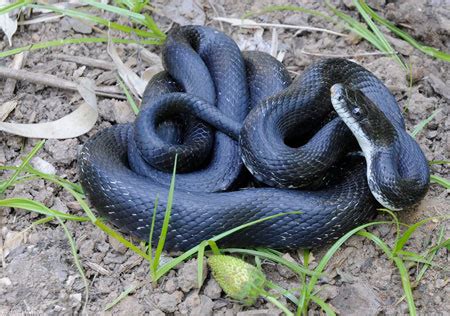The head of the black rat snake is clearly defined in relation to the neck and body. Maryland Snakes (Order Squamata)