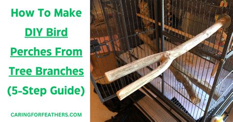How To Make Diy Bird Perches From Tree Branches