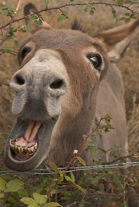 20 Adorable Donkeys That Will Make You Smile Bouncy Mustard