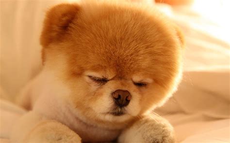 Cute Dog Wallpapers Wallpaper Cave