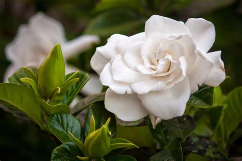 Check spelling or type a new query. Facts about Gardenias - Flower Press