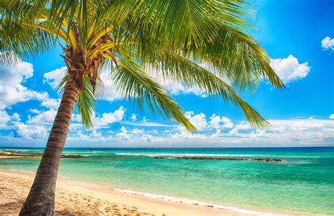 Paradise Sea Summer Ocean Beach Tropical Palms Sunshine Wallpapers Hd Desktop And