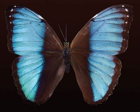 Black And Blue Butterfly Spirit Animal Symbolism Meaning And Dreams