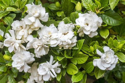 Best Smelling Flowers In The World 20 Best Beautiful Fragrant Flowers