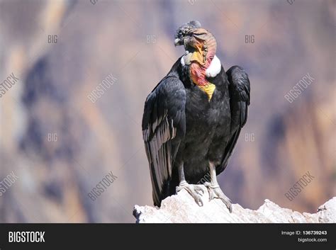 Andean Condor Sitting Image And Photo Free Trial Bigstock