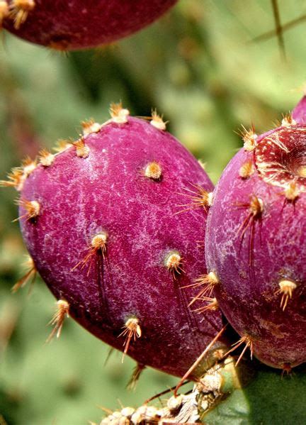 Here's a way i harvest them. How to Grow Prickly Pear, Different Tips About Growing ...
