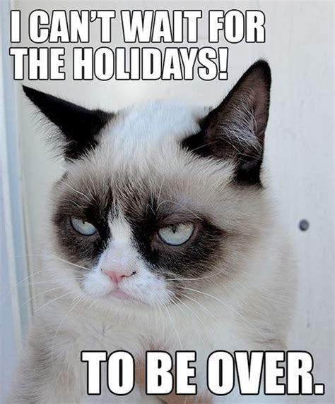 Grumpy Cat Funny Grumpy Cat Memes Grumpy Cat Humor Grumpy Cat