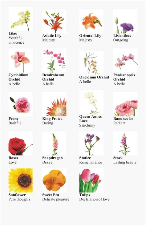Letter English Different Types Of Flowers And Their Names And Meanings