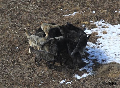 Cougar Creek Pack Yellowstone Wolf Photos Citizen Science