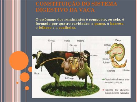 Sistema Digestivo Do Boi