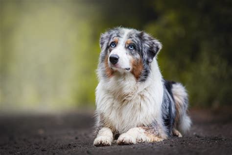Australian Shepherd Dog Breed Profile Personality Facts