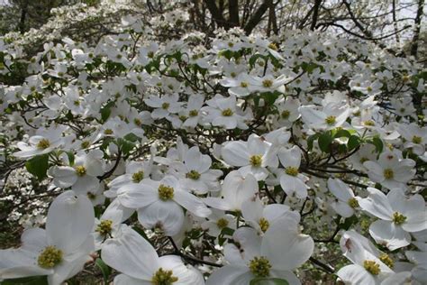This is a good tree for planting near utility lines, next to buildings or near patios. Flowering Dogwood- Missouri state tree | Missouri state ...