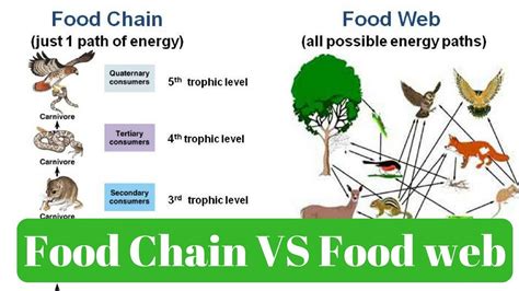 Food chain vs food web definition. Environment & Ecology - Food Chain & Food Web - Compared ...