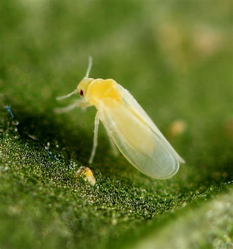 Whitefly Manipulation Of Plant Odor Signals Eurekalert
