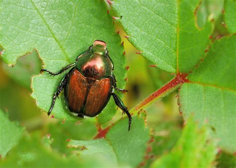 Beetles Wild Animals News And Facts