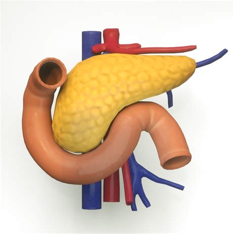 3d Pancreas Human Model Turbosquid 1357247