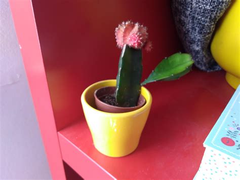 Prolonged exposure to direct sunlight can be harmful to the plant. The top of my moon cactus is dying (fading and shrivelling ...