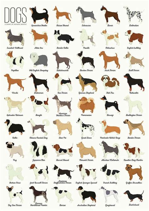 Dog Breeds Poster By Zapista Ou Dog Breed Poster Dog Breed Art Dog
