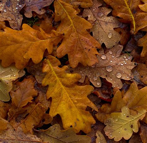 Oak Leaves - The Land Trust