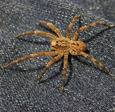 Woher hat die schwarze witwe ihren unheimlichen namen? Kräuseljagdspinne: Tarantel-ähnliche Spinne macht sich in ...