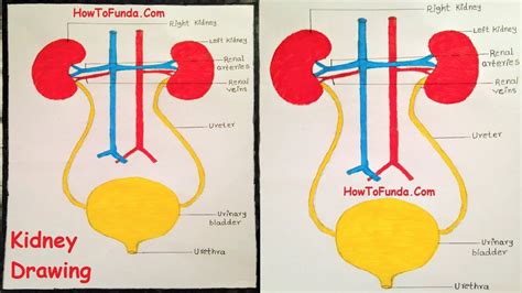 Kidney Drawing Easy Step By Step Video Howtofunda Youtube