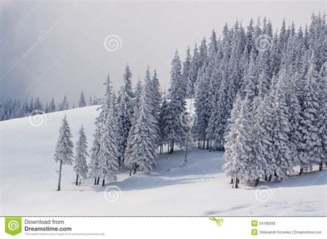 Pine Forest In Winter Stock Image Image Of Blizzard