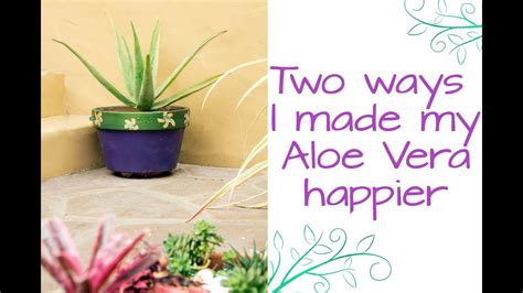 The green stem is lightened in the area around the spots. Two Ways I Made My Aloe Vera A Whole Lot Happier / Joy Us ...