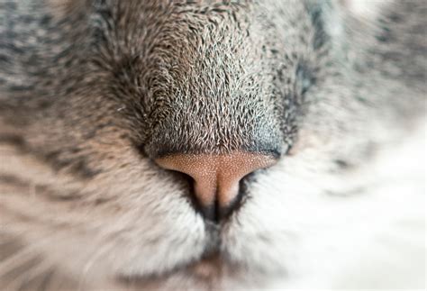 Free Images Animal Wildlife Fur Fauna Close Up Human Body Nose